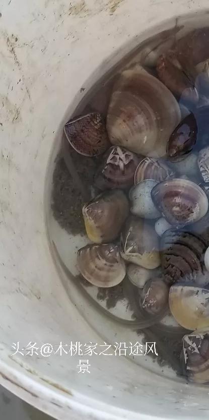 广东沙滩赶海去哪里,阳江东平镇沙滩赶海攻略