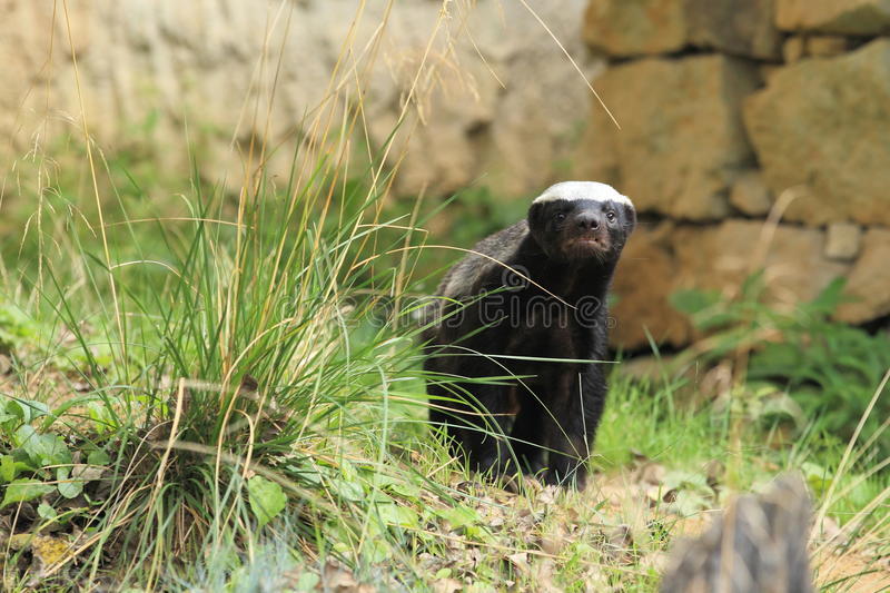 蜜獾为什么不怕各种大型肉食动物,了解真实动物界平头蜜獾