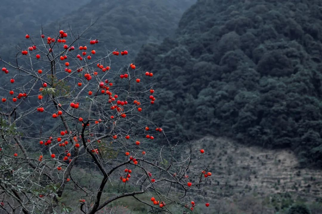 还没想好国庆去哪？自驾2.5小时，在秋日里泡温泉吃美食
