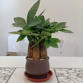 发财树新长的叶子发白是咋回事,发财树晒太阳后叶子发白怎么回事