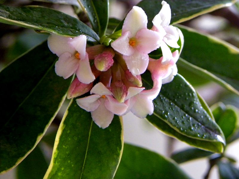 开花很香的4种花,香味最浓的十种花