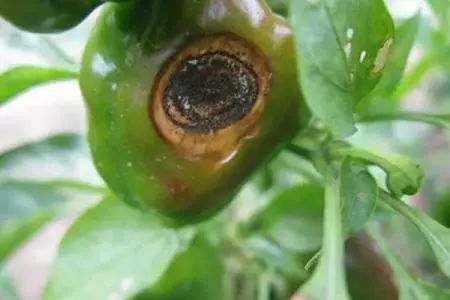 线辣椒的管理与病害的防治,春雷霉素防治辣椒病害倍数