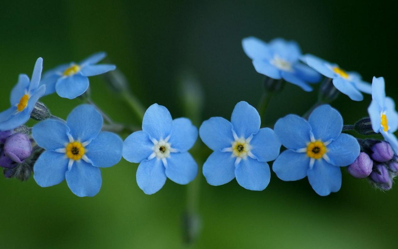 随处可见的小花,却代表着最真挚的爱
