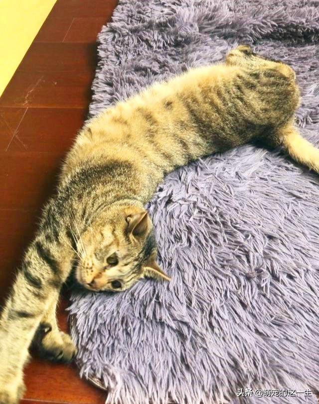 宠物猫意外坠楼,宠物医生救下坠楼猫咪