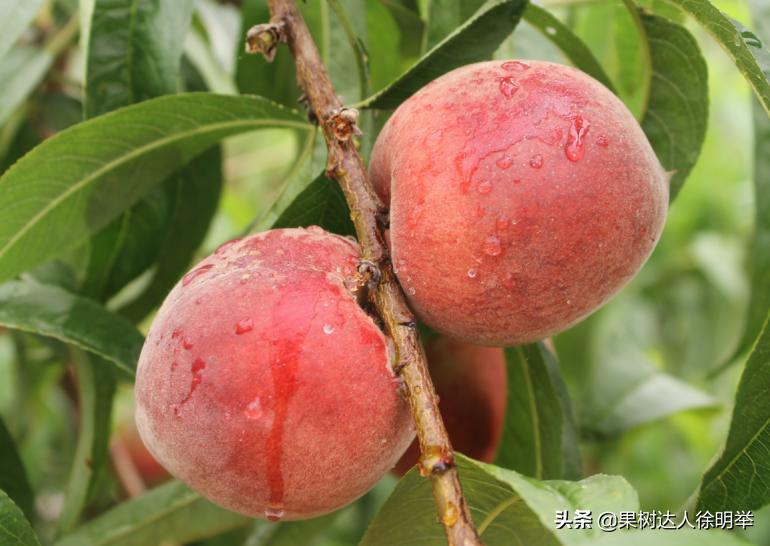 中桃金魁桃特性,桃是浆果类水果