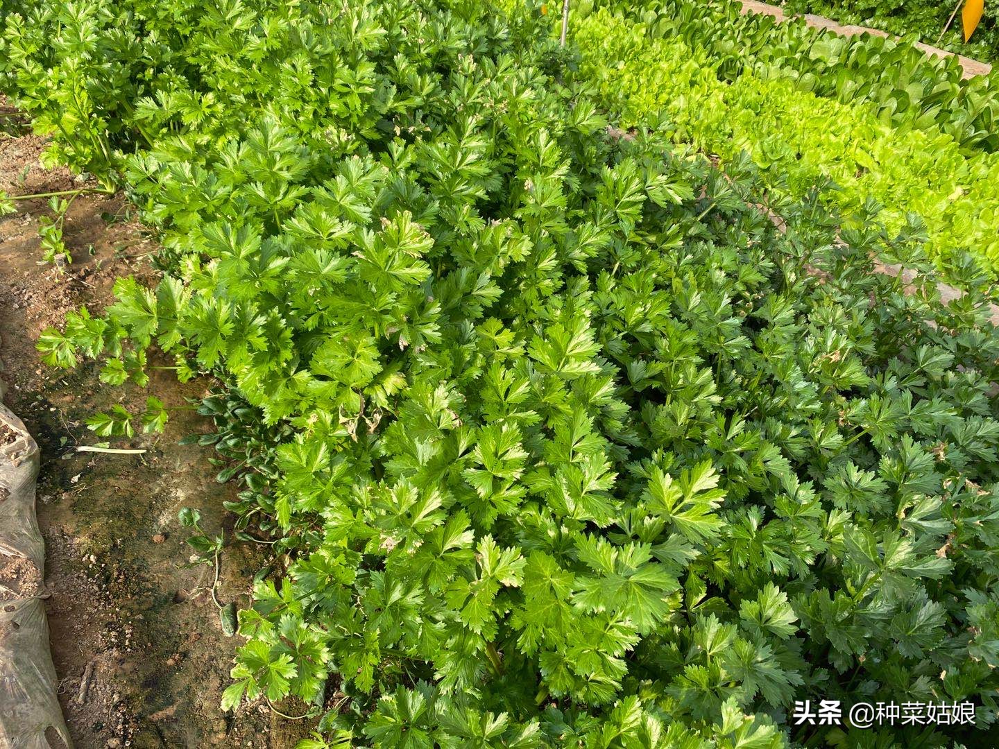 芹菜的种植方法及维护管理,芹菜栽培和管理技术的关系
