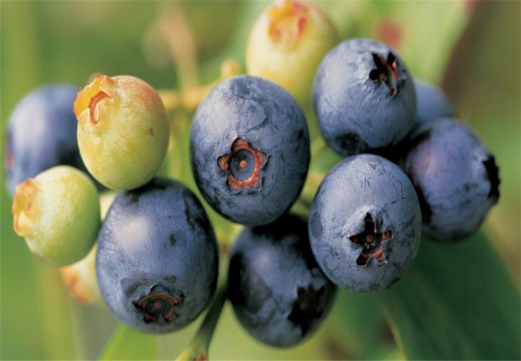 蓝莓泡几分钟可以消除果蝇,防治蓝莓果蝇的特效药