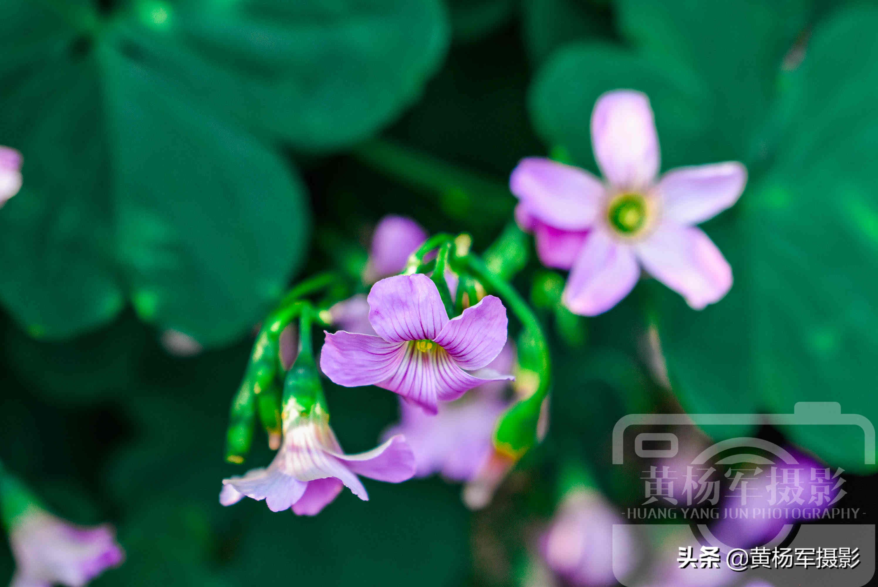 阳光下美丽的鸡冠花,阳光下美丽的花儿图片