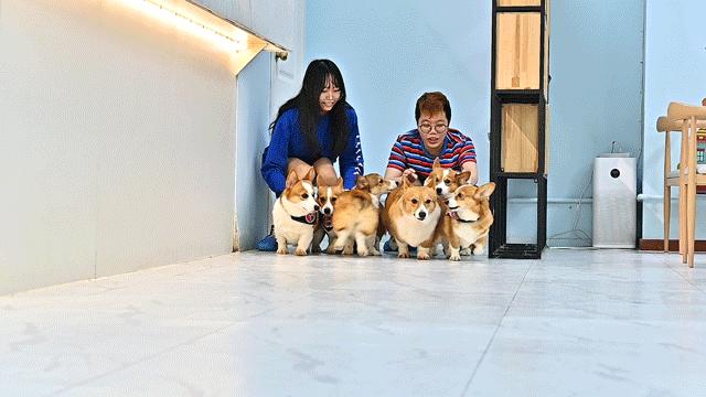 吸屁屁，短腿大耳肉嘟嘟，这家店进去就出不来了…