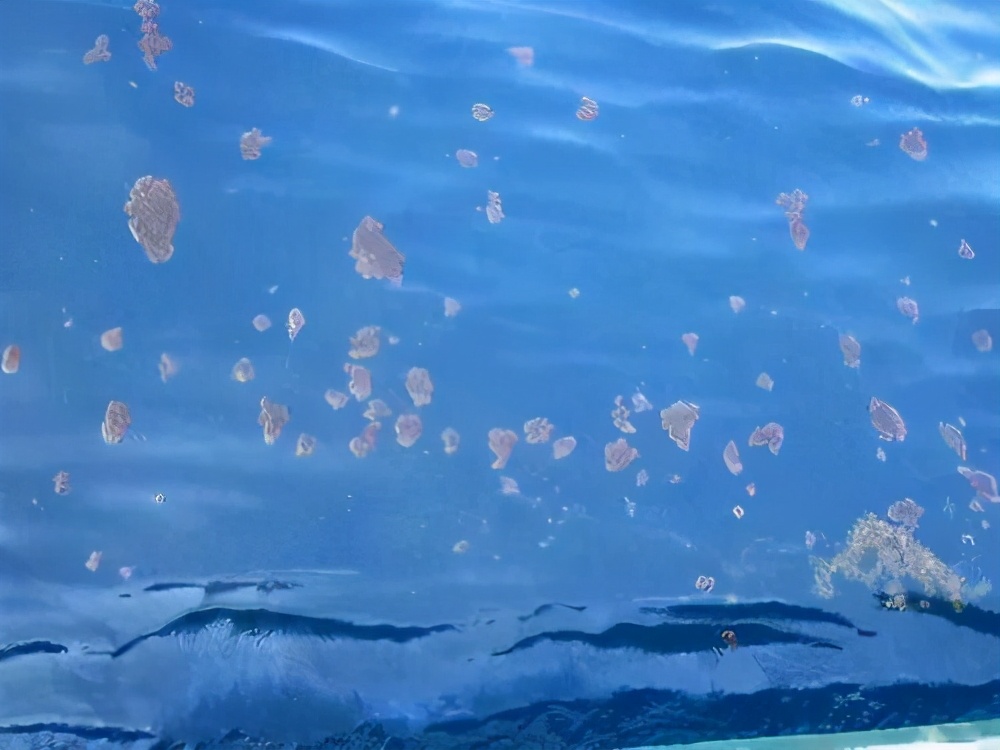 夏日补品,补品鳗鱼