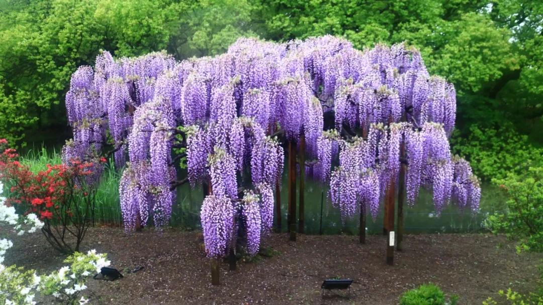 网红古树紫藤花,网红紫藤花