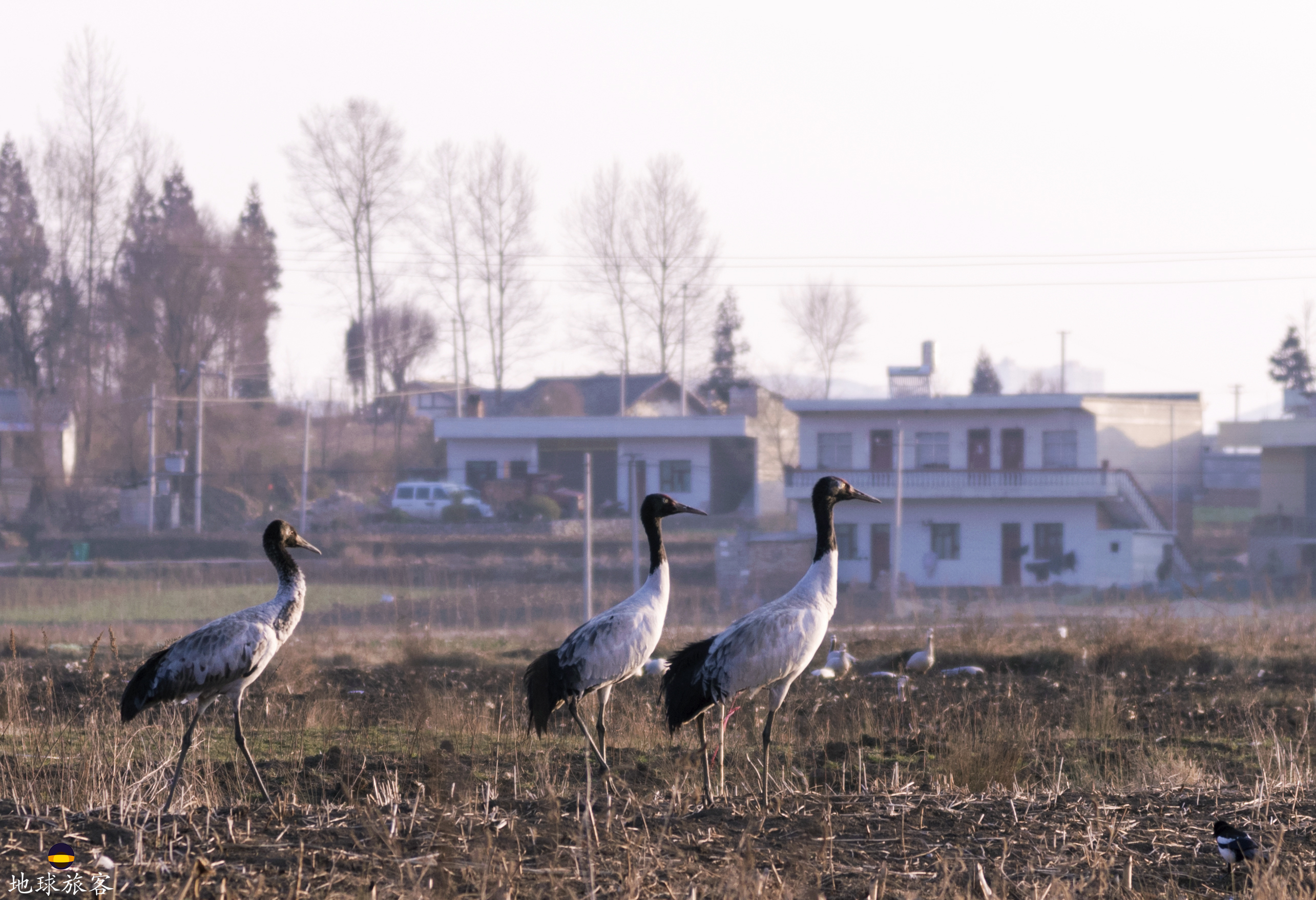 威宁草海的候鸟飞来了吗,贵州威宁草海所有候鸟照片