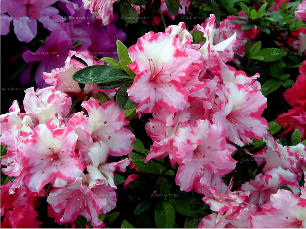 花卉绿植种植大全,温室常见的花卉