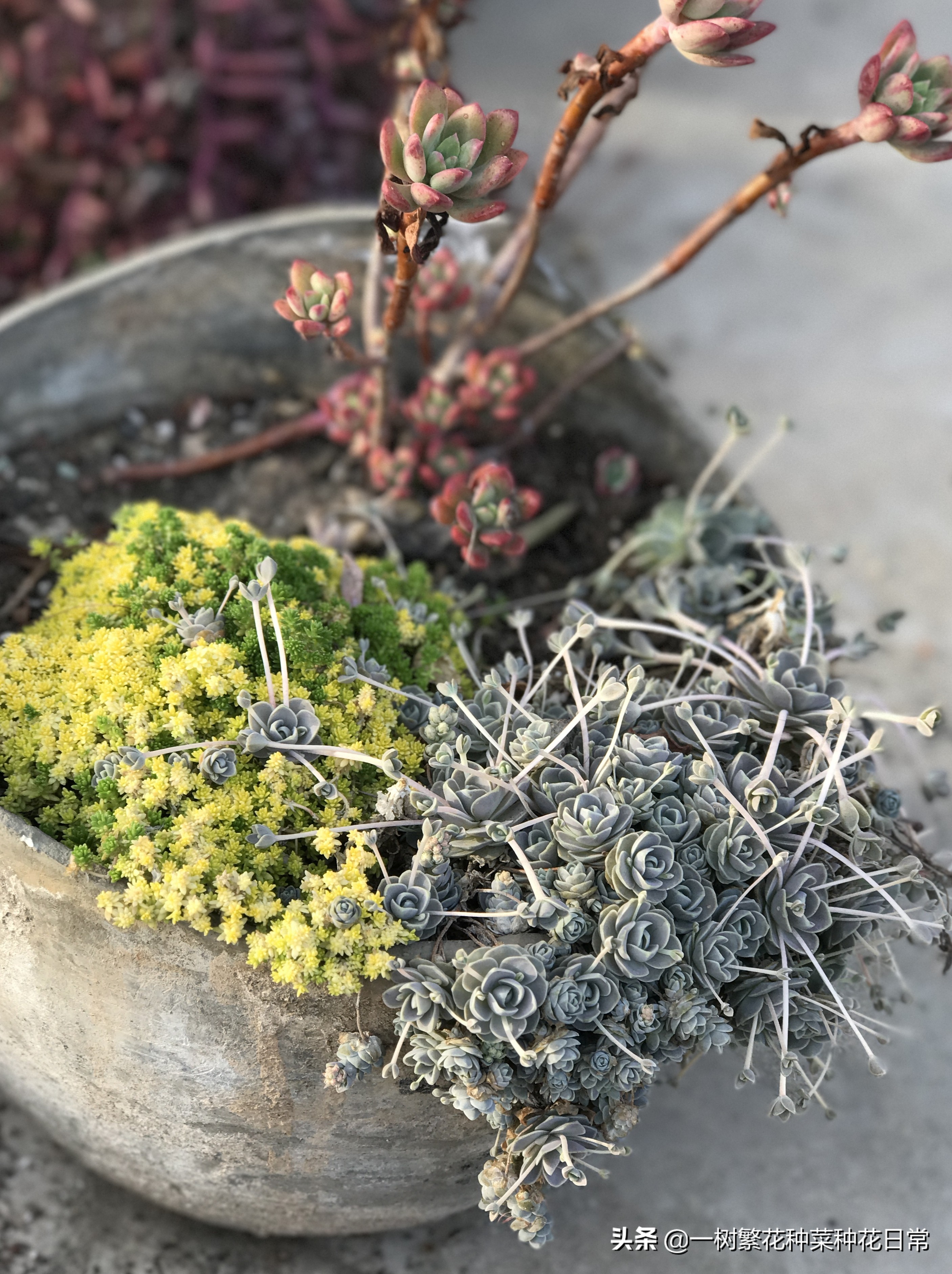 为了家人健康该怎么做,家养花卉如何防治病虫害小妙招