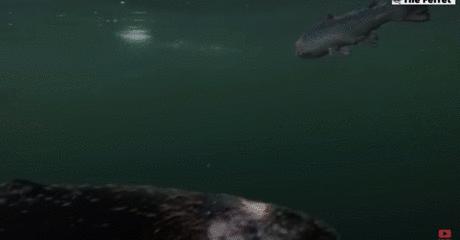 “最毒僵尸鱼”，外媒曝挪威三文鱼养殖乱象，看完胃不好了