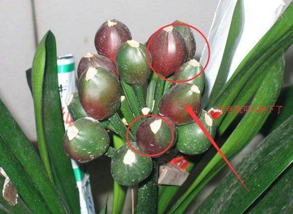 君子兰摘个果,省了买花钱,这样播种,30天生根发芽,收获100盆