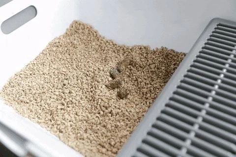 三个月的幼猫拉屎带血是怎么回事,猫拉屎带血要怎么才能解决