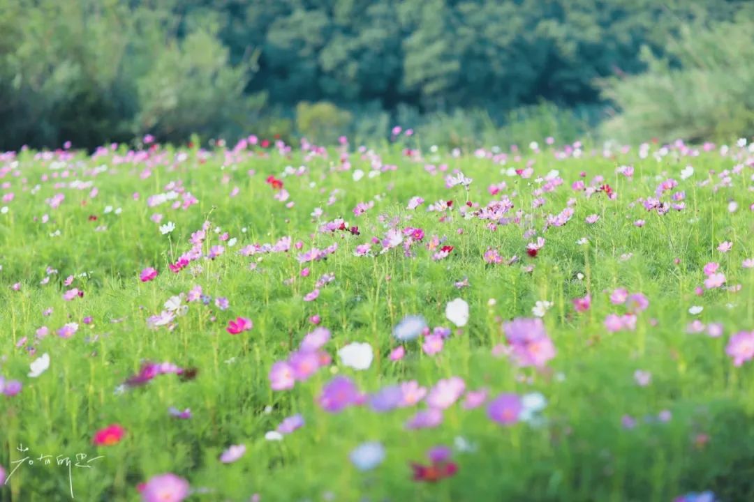 娌欏娴滅殑绱壊鑺辨捣,娌欏娴滈鏅尯鑺辨捣