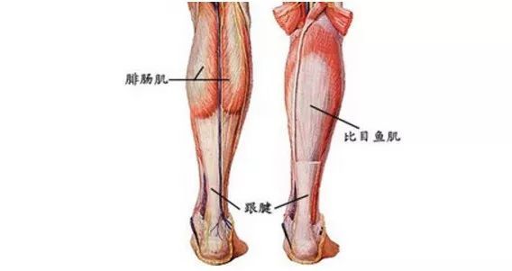 如何正确的瘦小腿,如何一周内快速瘦小腿