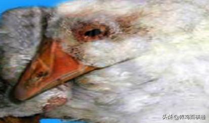 小鹅瘟苗啥时候打,小鹅瘟打多少