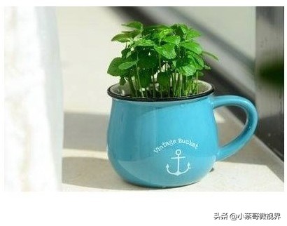 吃完的水果种子不要丢,吃完水果果核别扔