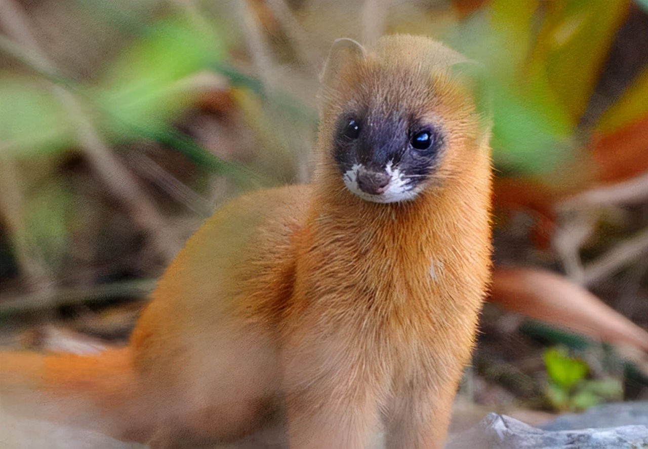 黄鼠狼溜进消防队臭屁暗算消防员,家中溜进黄鼠狼消防员被熏吐