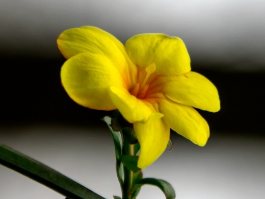 迎春花可以室内养殖吗,迎春花正确的养殖方法