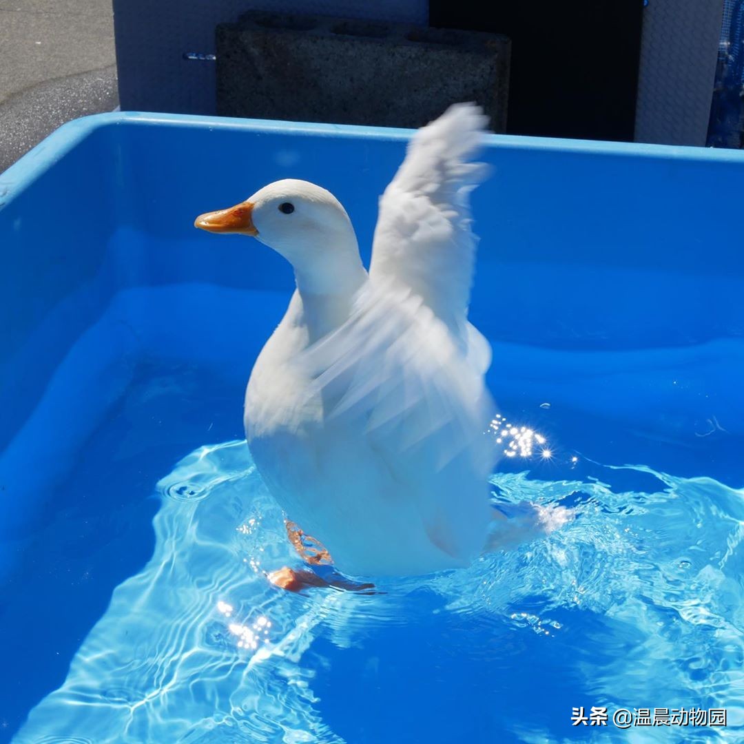 网红柯尔鸭容易养吗,柯尔鸭为什么是网红宠物