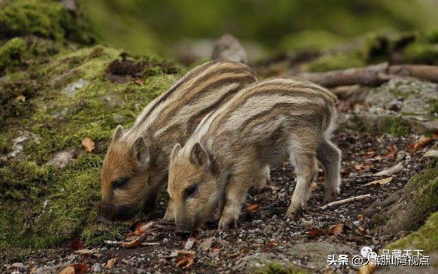 关于野猪的俗语,野猪的俗语
