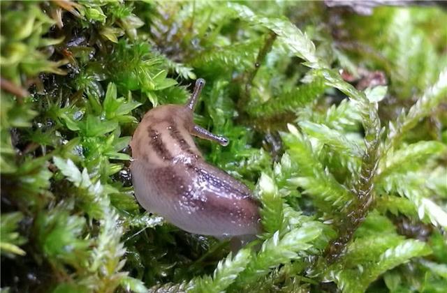 蜗牛碰到盐就会化水视频,为什么蜗牛碰到盐就会化成水