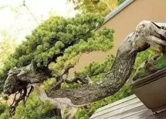 天价名贵药材,最贵的植物排行榜前十名