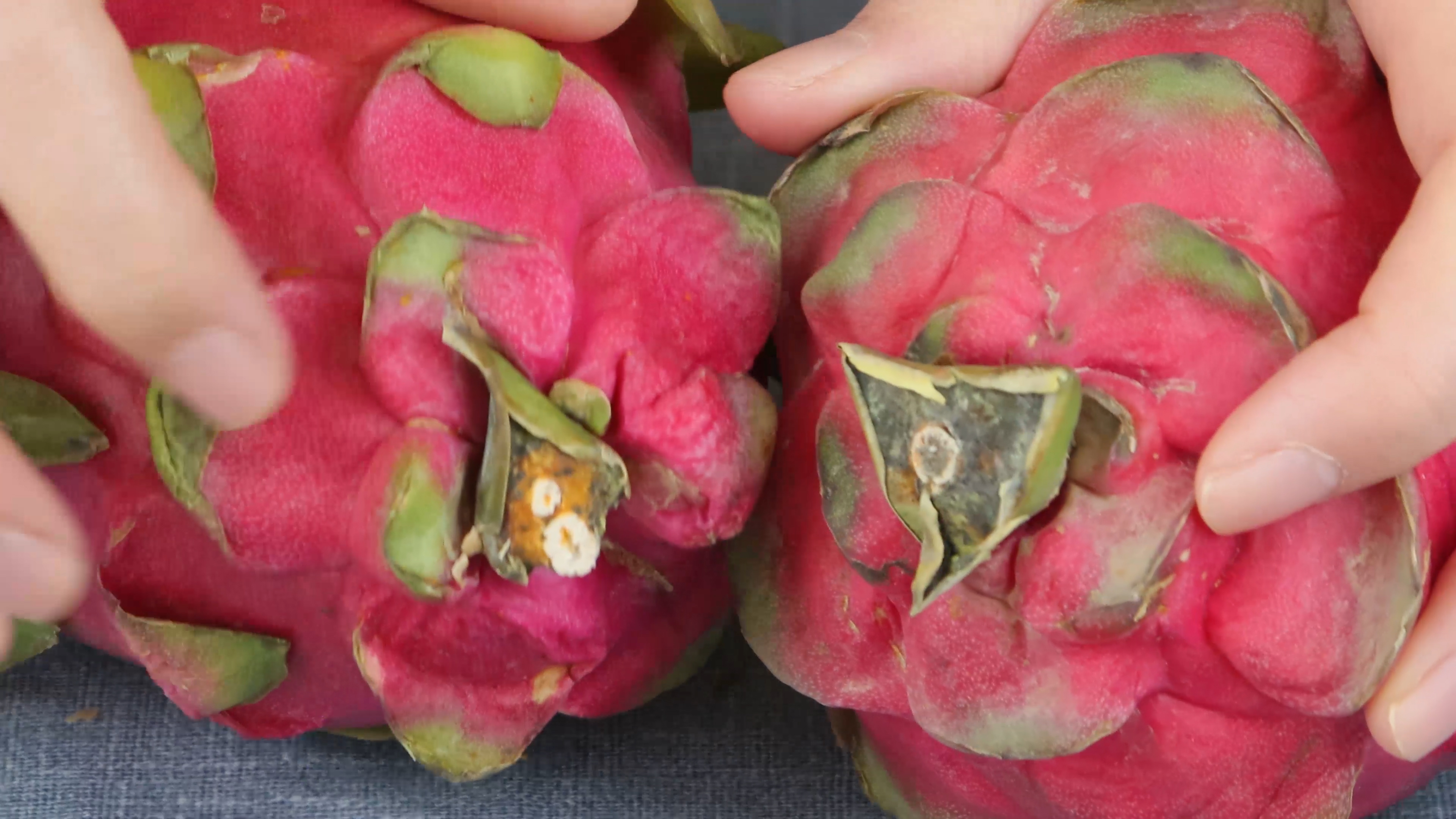 火龙果看一看有什么特点,火龙果别只顾着自己吃