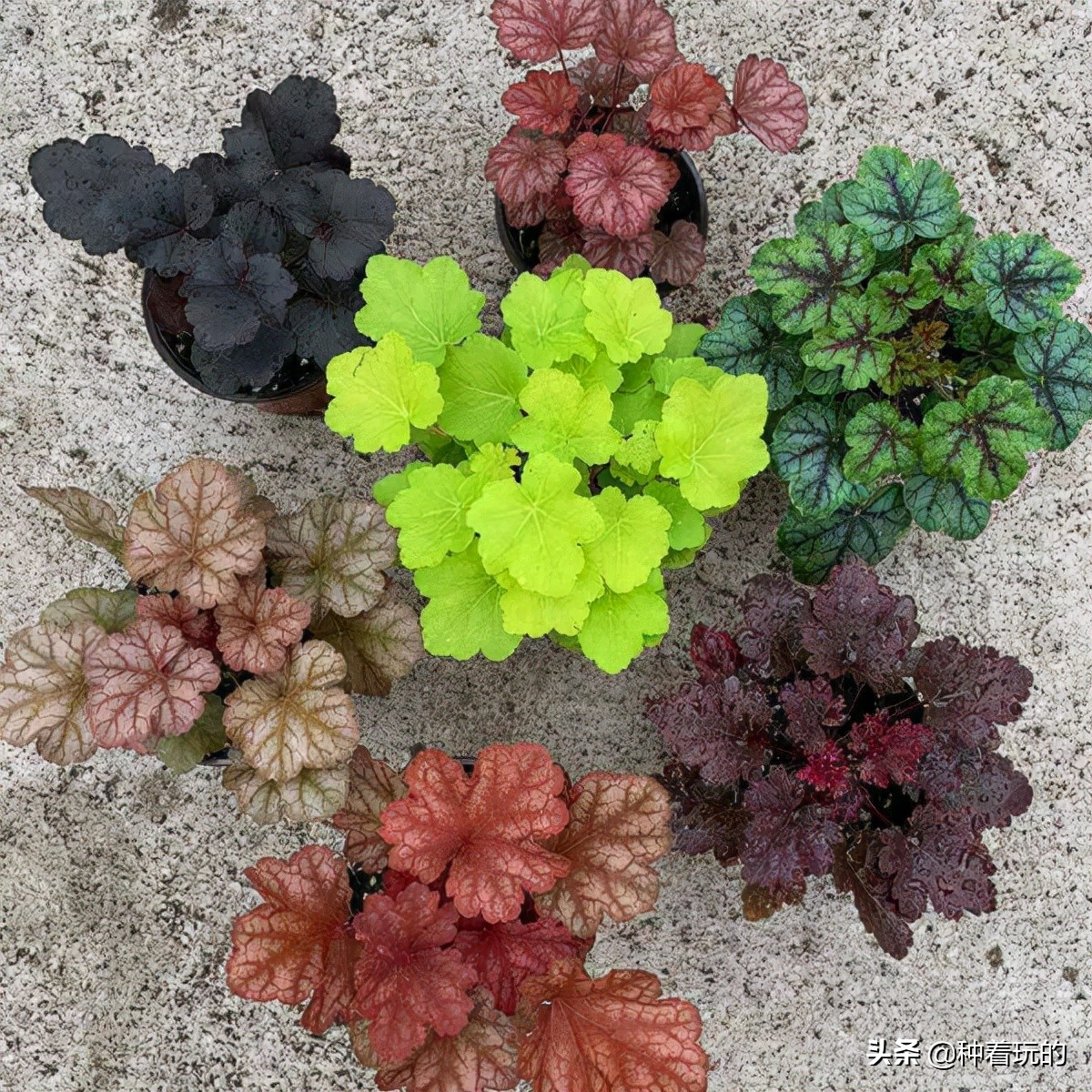 彩叶草矾根组合盆栽,最好看的彩叶草