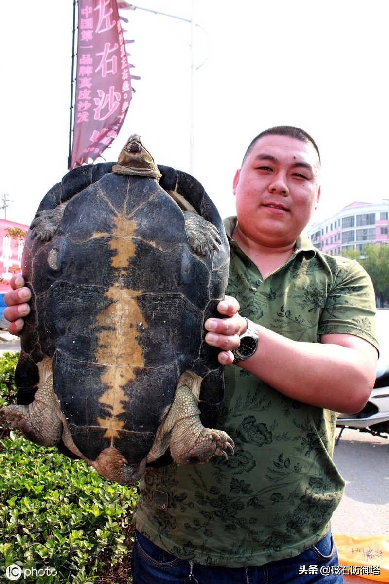神龟虽寿犹有竟时解释,神龟虽寿犹有竟时什么意思