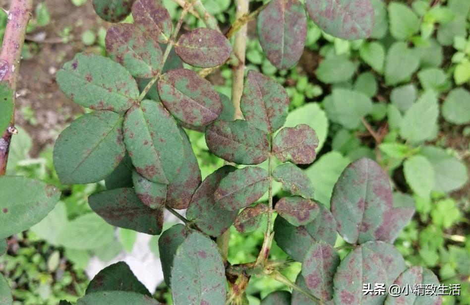 养月季花,这10种病虫害很常见,发病特征和防治方法都在这里了