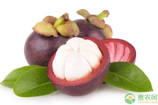 山竹种植方法和注意事项,山竹的种植技术和注意事项