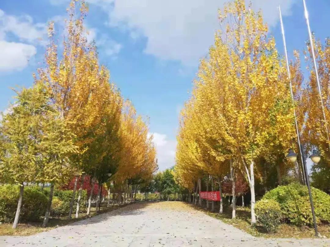 辽宁中医药大学杏林学院规模,辽宁中医学院杏林学院的排名