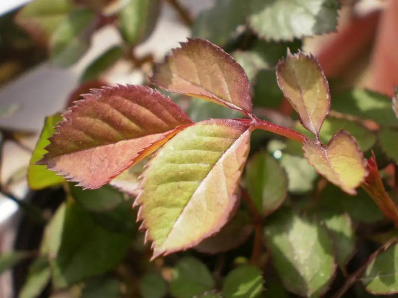 代森锰锌能治疗月季霜霉病吗,月季霜霉病特效药