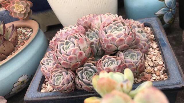 多肉冰梅和贝瑞哪个更容易出状态,多肉冰梅怎么养爆盆