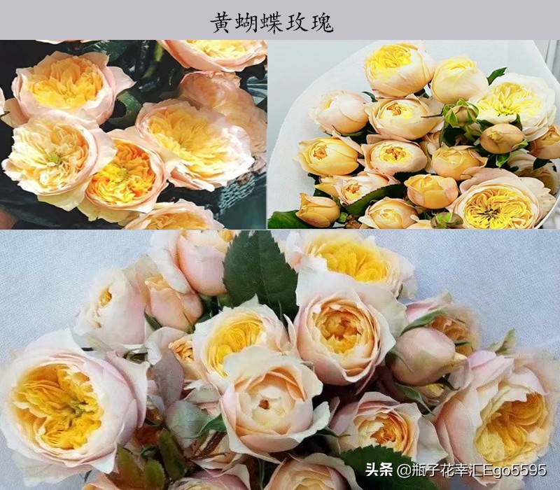 白加黄玫瑰花浪漫花语,粉色玫瑰花和粉色郁金香的花语