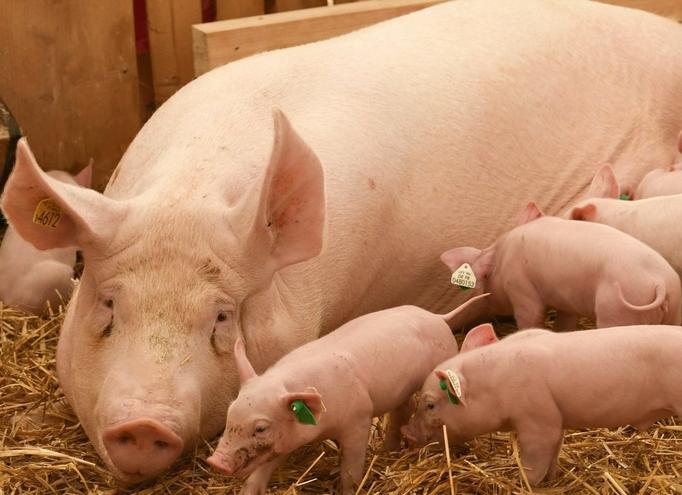 母猪刚下崽了没有奶水用什么方法,母猪产仔前喂什么才有母猪奶水