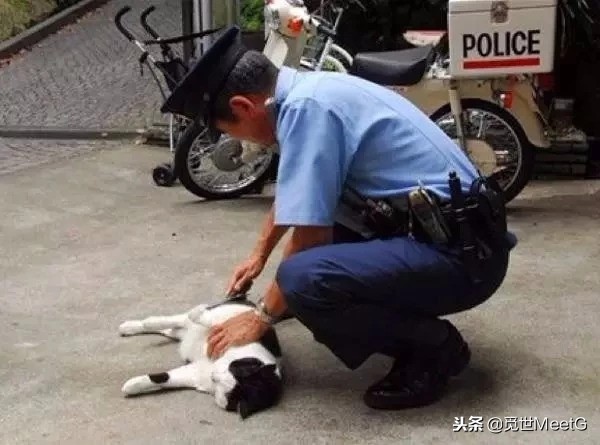 日本对假货有什么处罚,日本造假的后果有多严重