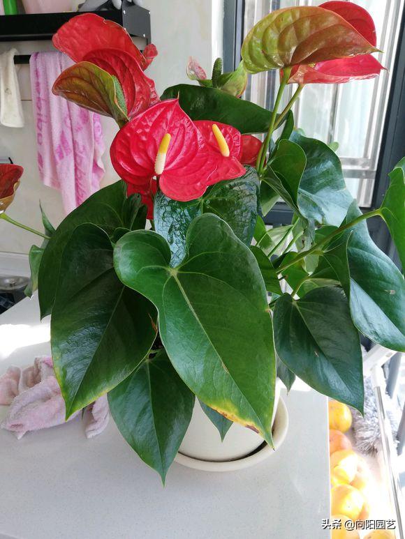 家里养的红掌突然蔫了怎么办,红掌叶子蔫了焦边干枯是怎么回事
