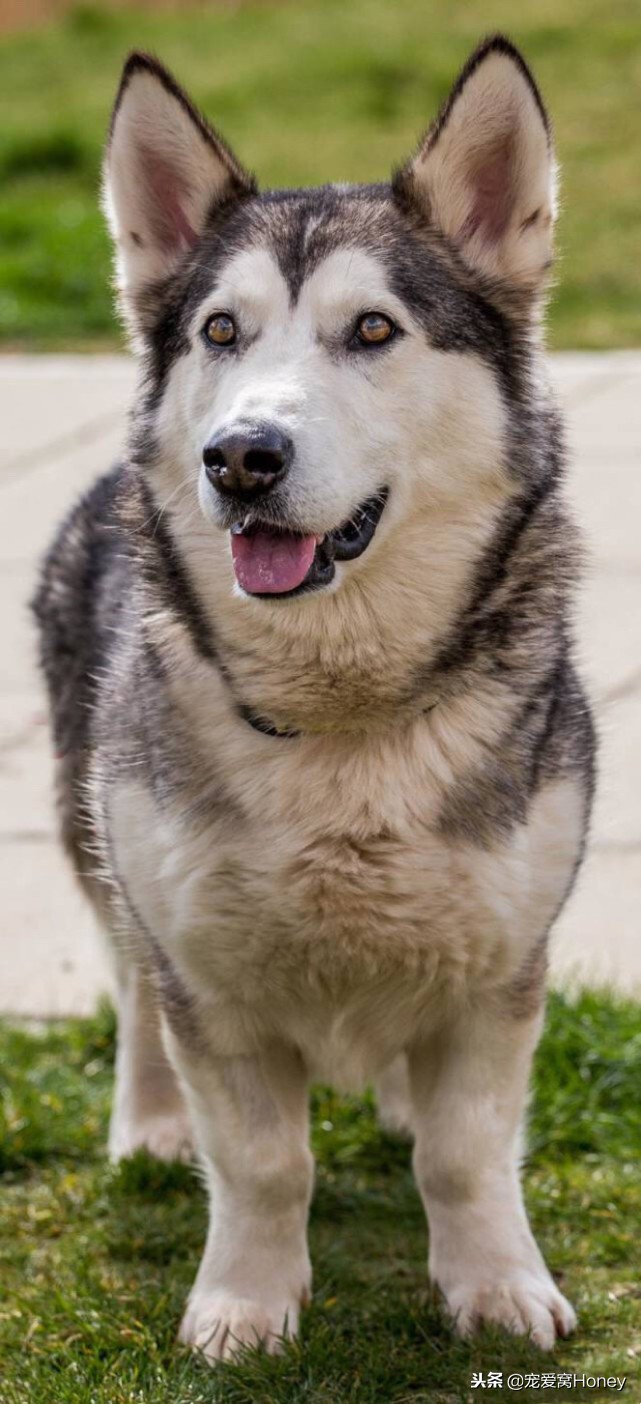 盘点柯基的混血狗,柯基小短腿混血