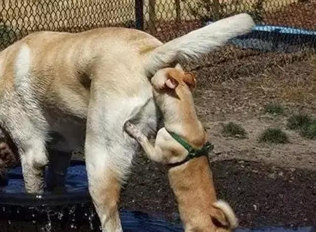 成为一名能读懂‘狗语’的铲屎官