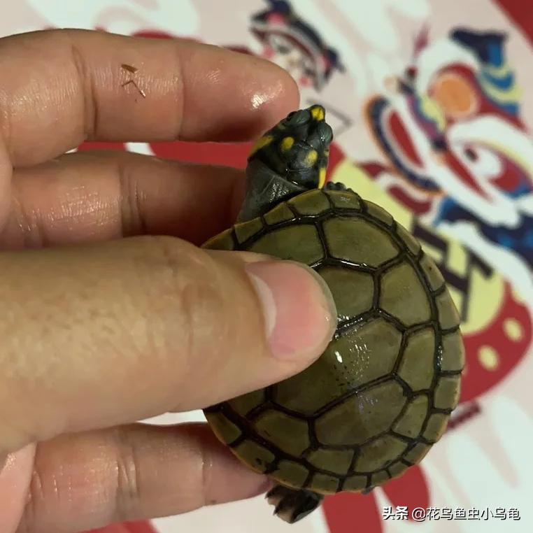 最常见的几种乌龟的品种,常见乌龟的种类及图片介绍