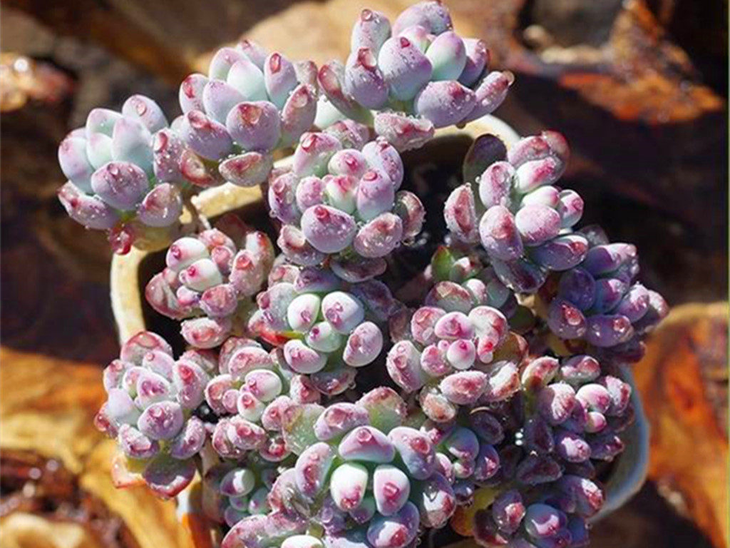 多肉汤姆怎么养,多肉汤姆油画怎么度夏