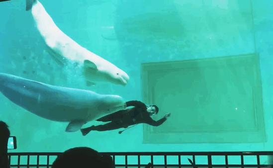 小梅沙海洋世界门票团购套票,小梅沙海洋世界3天2夜套票