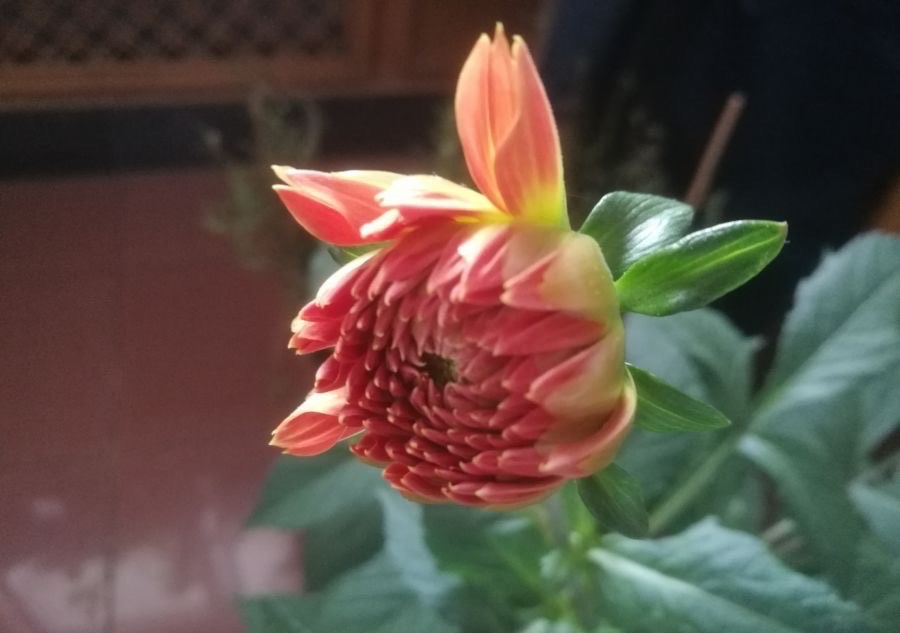 大丽花怎么种植,大丽花地栽种球的种植方法