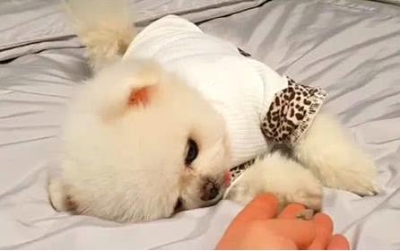 博美犬老了有什么特征,博美犬的特性和特点